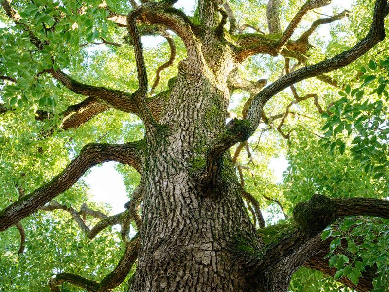 Pohon kamper atau biasa disebut dengan pohon barus.