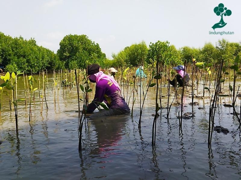 Anggota kelompok Alifbata menanam bibit mangrove.