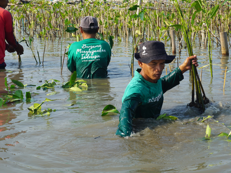 Mitra petani menanam mangrove hasil kerjasama dengan Amero Jewellery.