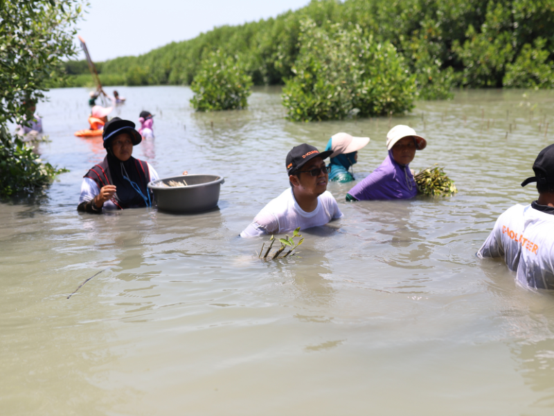 Penanaman mangrove Bank Danamon di Bekasi.