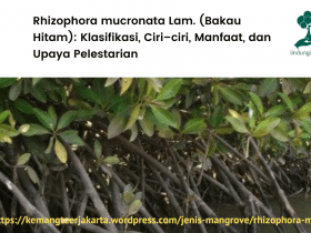 Mengenal pohon bakau hitam dan manfaatnya.