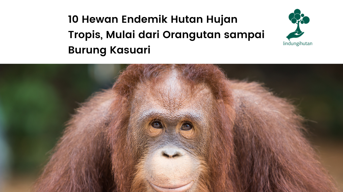 Apa saja hewan endemik hutan hujan tropis di Indonesia?
