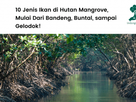 Jenis ikan di hutan mangrove