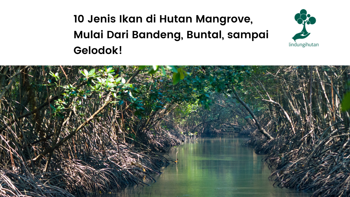 Jenis ikan di hutan mangrove