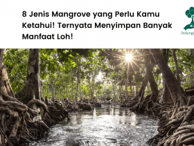 Mengenal 8 jenis mangrove.