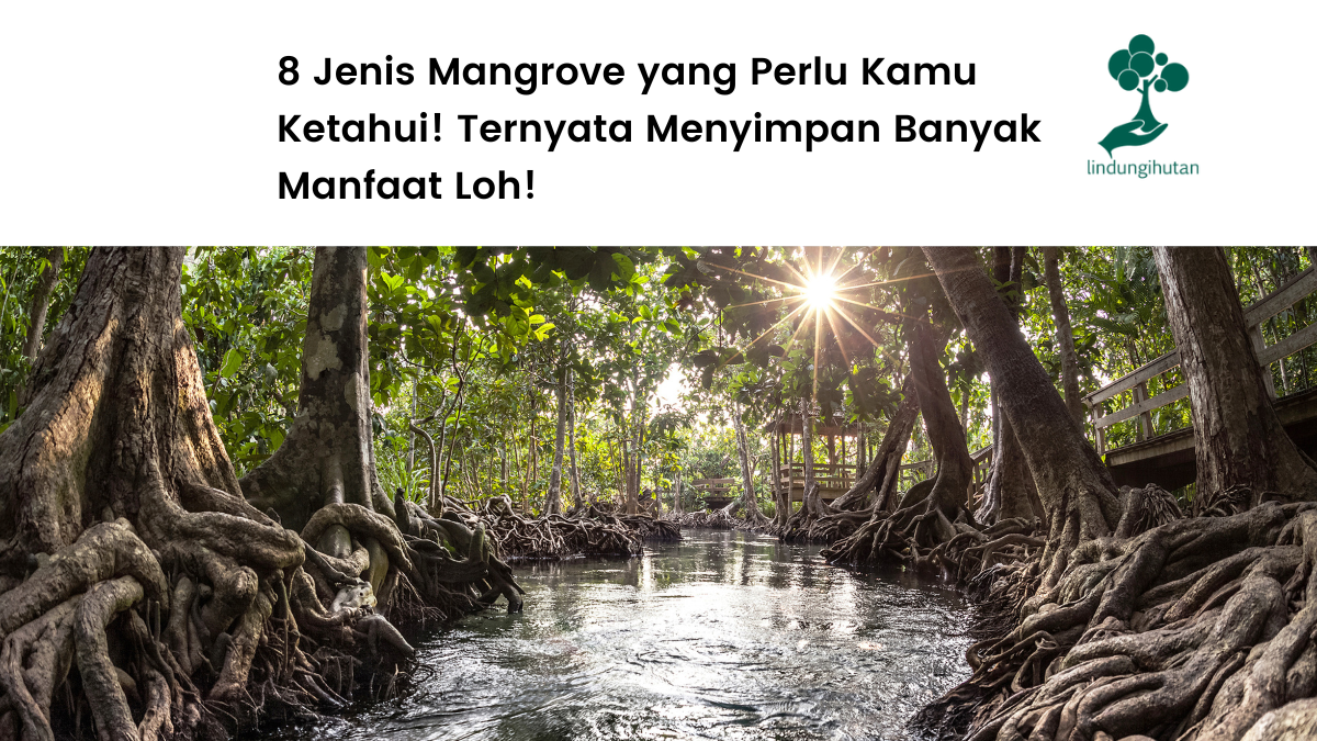 Mengenal 8 jenis mangrove.