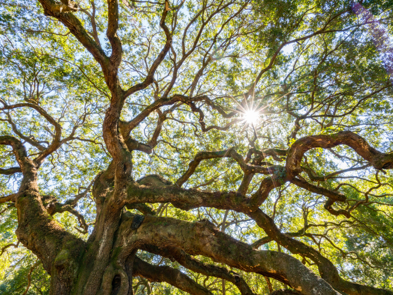 Mengenal apa itu pohon oak?