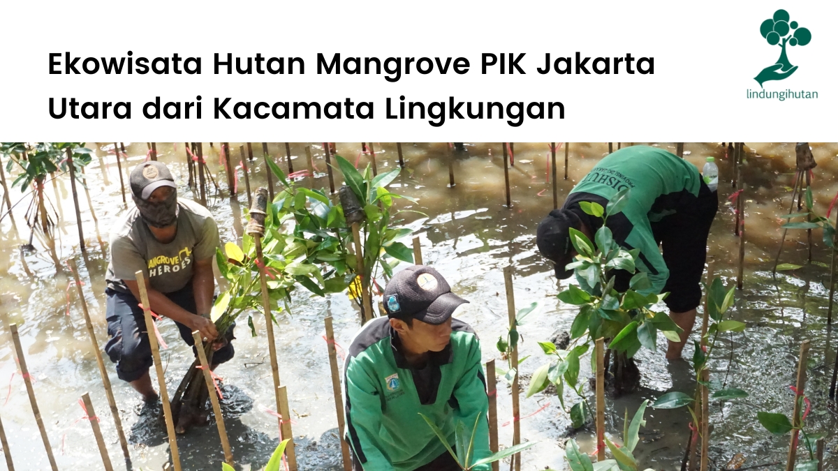 Potensi dan permasalahan lingkungan hutan mangrove PIK, Jakarta.