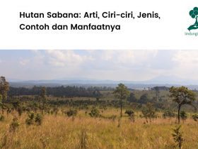 Pengertian hutan sabana. ciri-ciri, jenis, manfaat dan contoh sabana di Indonesia.