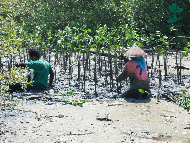 Mitra petani bibit LindungiHutan menanam bibit mangrove.