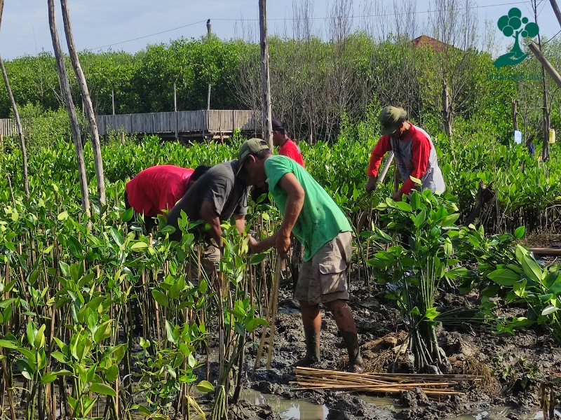 Mitra petani LindungiHutan sedang menanam bibit mangrove.