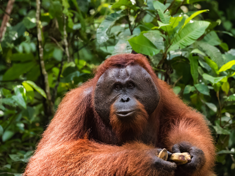 Gambar orangutan.