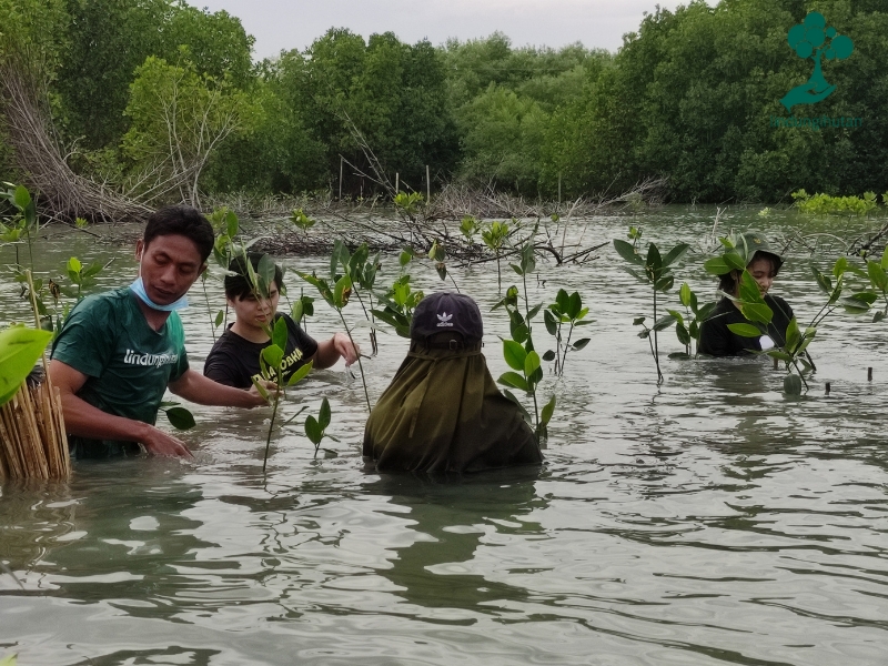 Tim LindungiHutan ikut menanam mangrove.