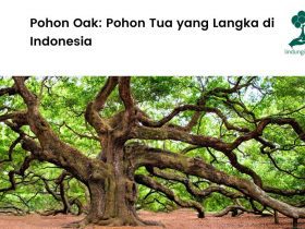 Apa itu pohon oak?