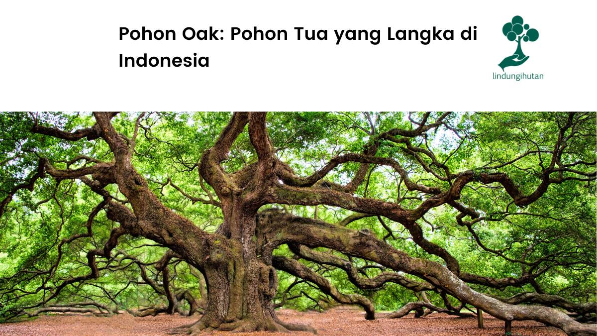 Apa itu pohon oak?