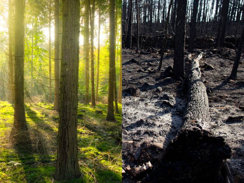 Dampak kebakaran hutan bagi lingkungan.