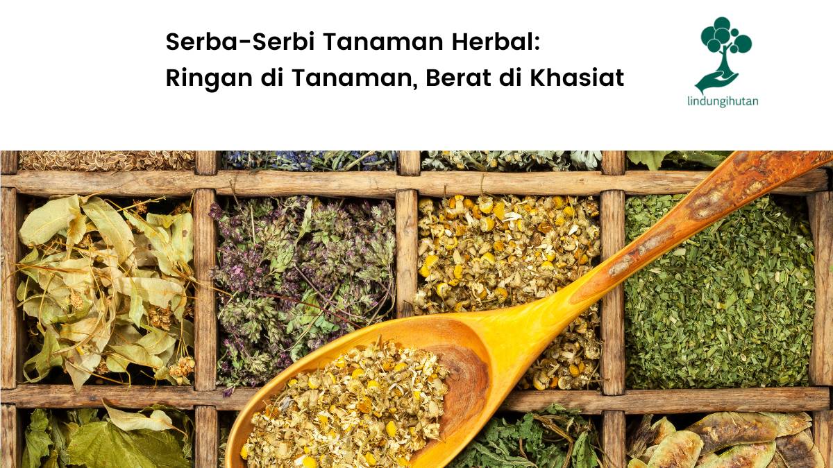 Mengenal 10 jenis tanaman herbal.