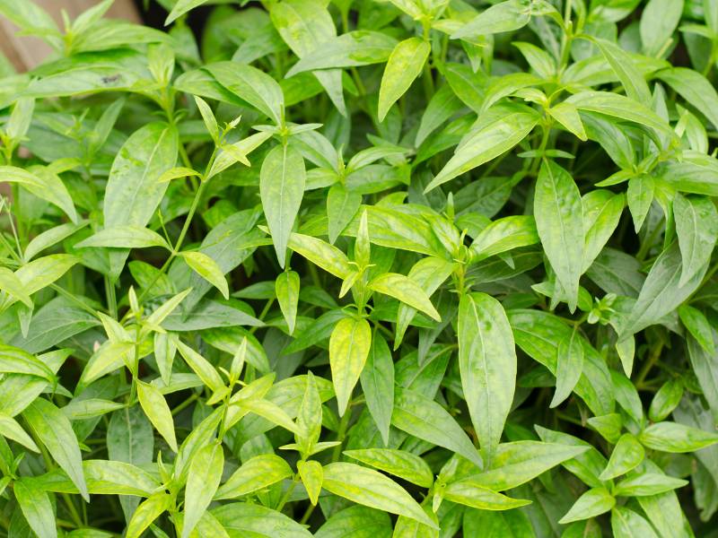 Sambiloto termasuk dalam tanaman herbal yang dpat menyembuhkan luka luar.