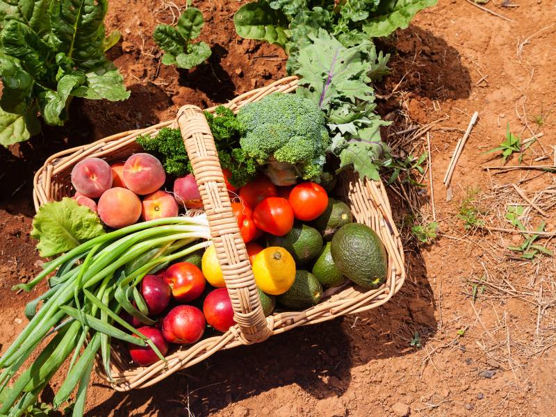 buah dan sayuran organik hasil dari produk go green tanpa pestisida