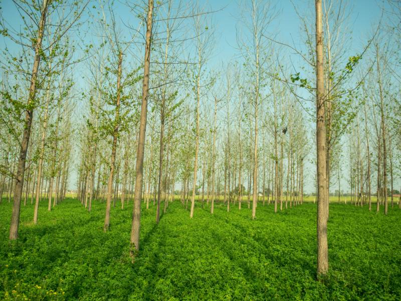 Ciri-ciri hutan tanaman industri