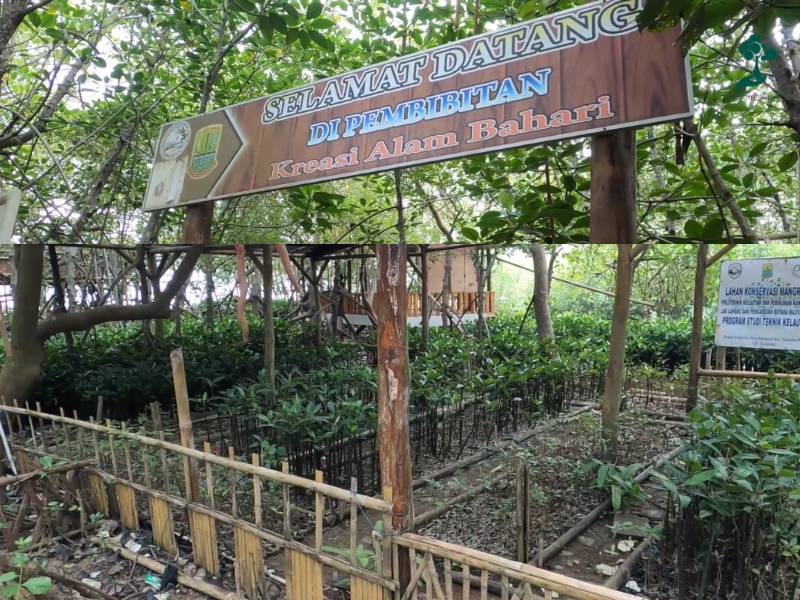Lokasi pembibitan mangrove di Pesisir Tangkolak, Karawang.