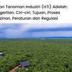 Pengertian hutan tanaman industri hinga peraturannya