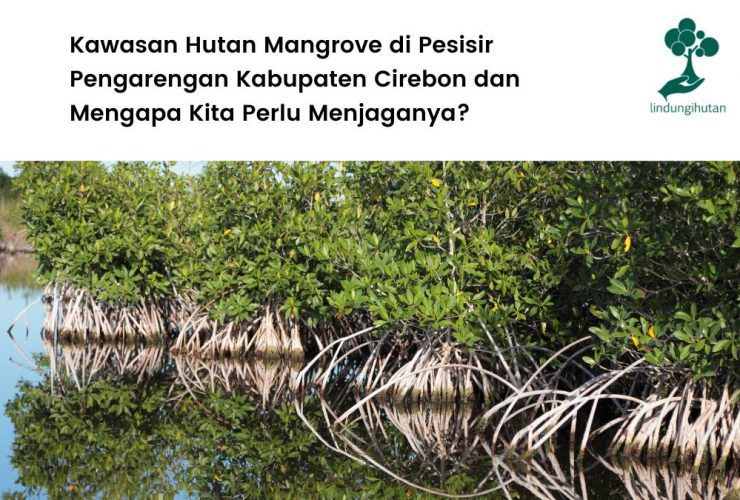 mengenal kawasan hutan mangrove pesisir pengarengan.