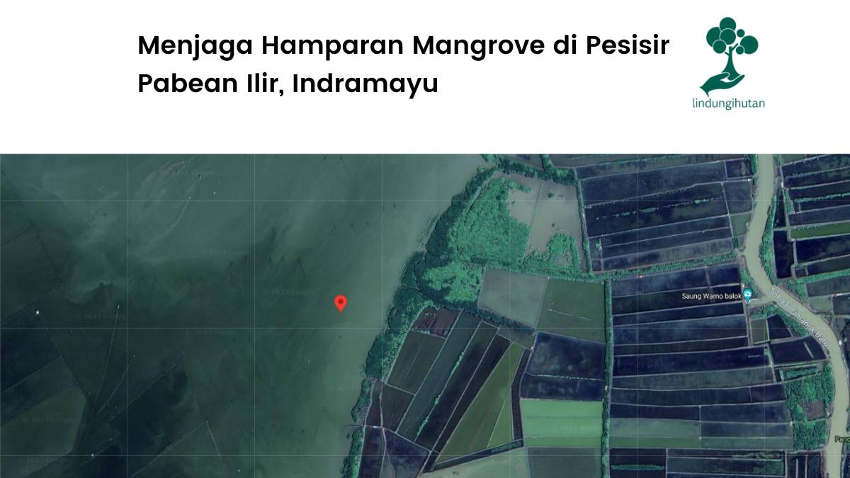 Lokasi penanaman Pabean Ilir, Indramayu.