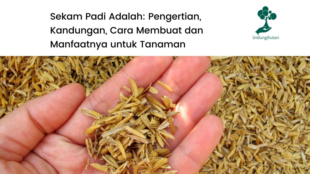 Pengertian sekam padi, kandungan, cara membuat dan manfaat