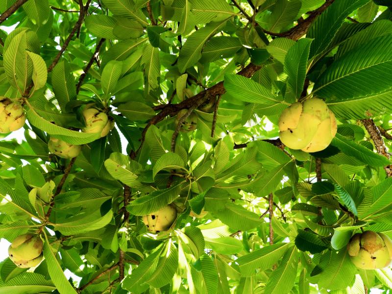 Foto pohon simpur jenis dillenia indica.