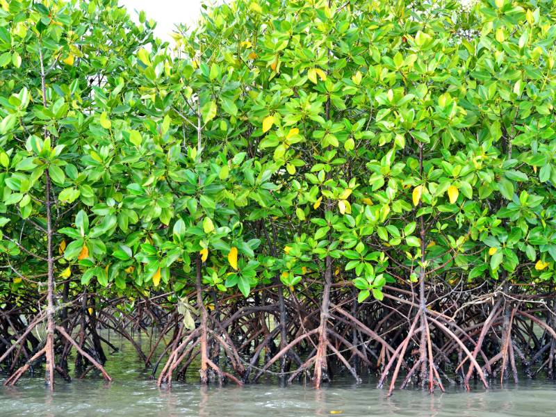 Gambar hutan mangrove.