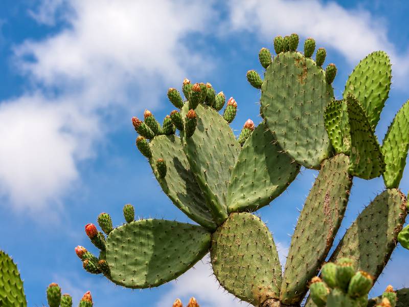 Gambar kaktus centong.
