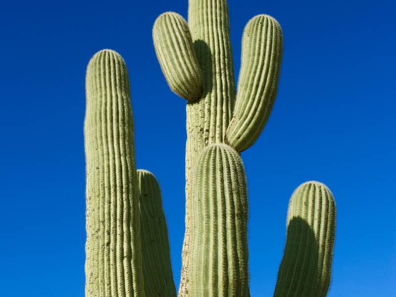 Gambar kaktus.
