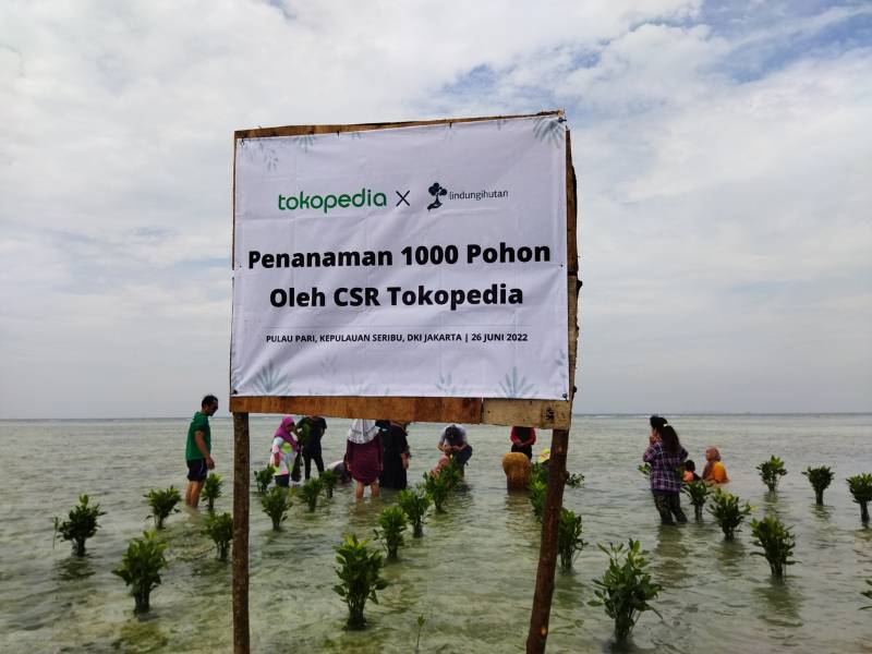 Tokopedia tanam 13000 mangrove