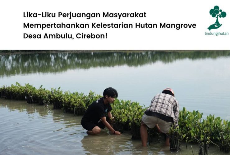 Mengenal ekowisata mangrove caplok barong.