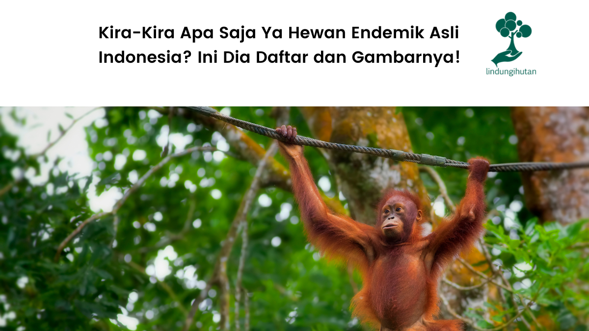Daftar hewan endmik asli Indonesia.