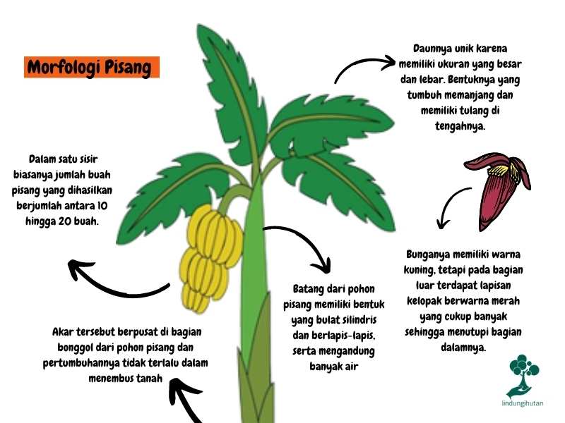 Morfologi pohon pisang.