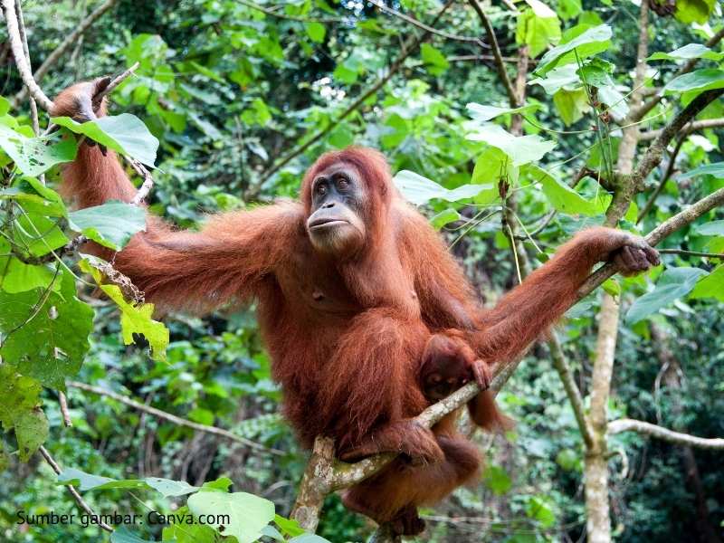 Gambar hewan endemik orangutan.