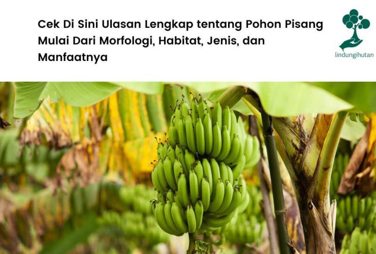 Jenis pohon pisang dan manfaat buah pisang.