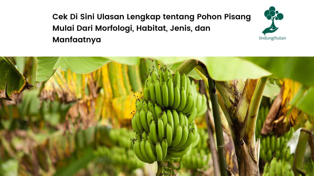 Jenis pohon pisang dan manfaat buah pisang.
