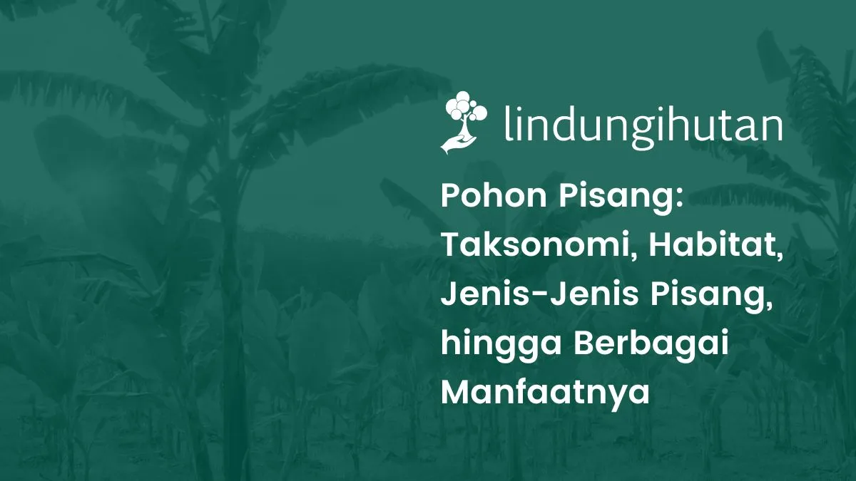 Pohon pisang adalah