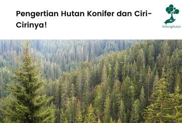 Pengertian hutan konifer.