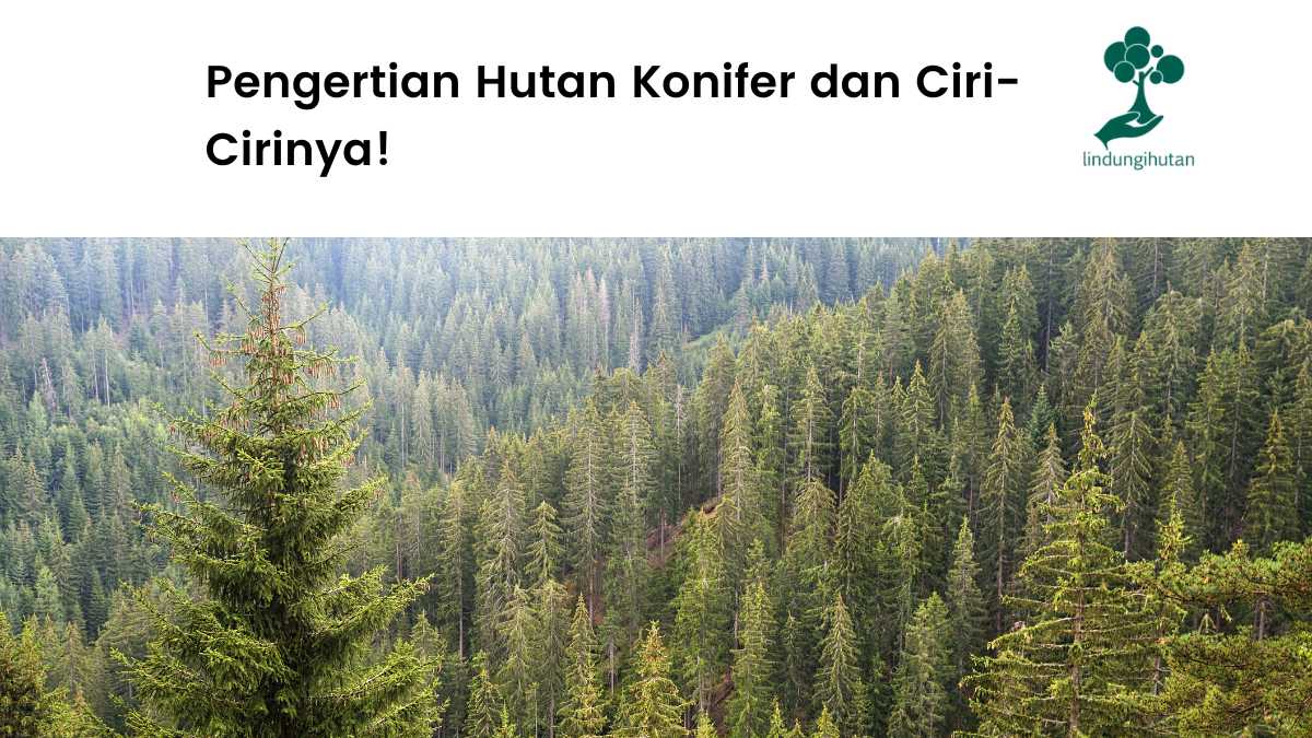 Pengertian hutan konifer.