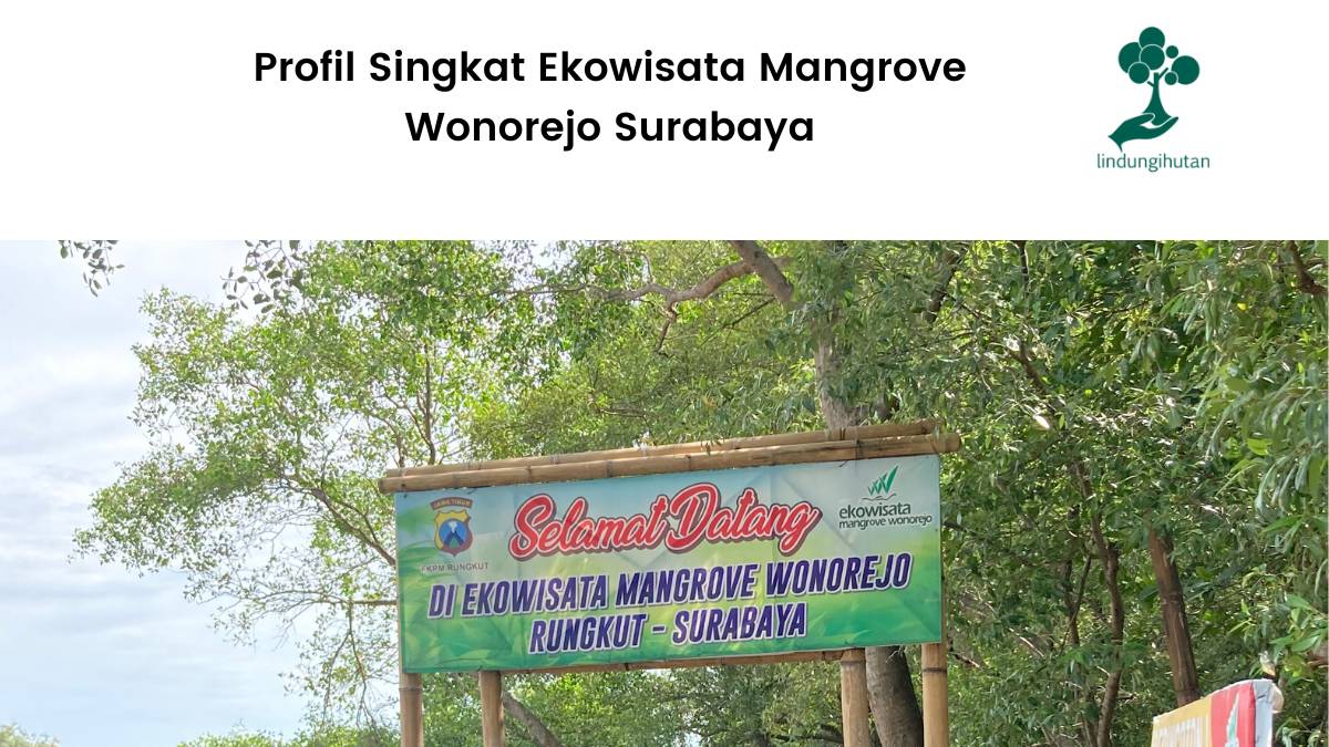Profil Singkat Ekowisata Mangrove Wonorejo Surabaya