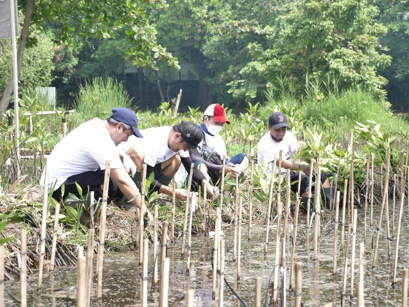 pt honda trading indonesia menanam di hutan mangrove PIK