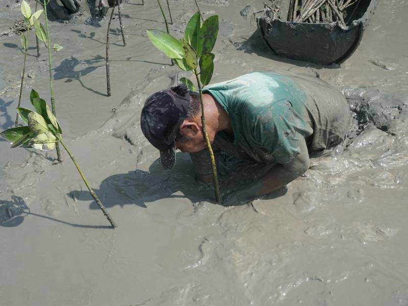 penanaman mangrove oleh petani