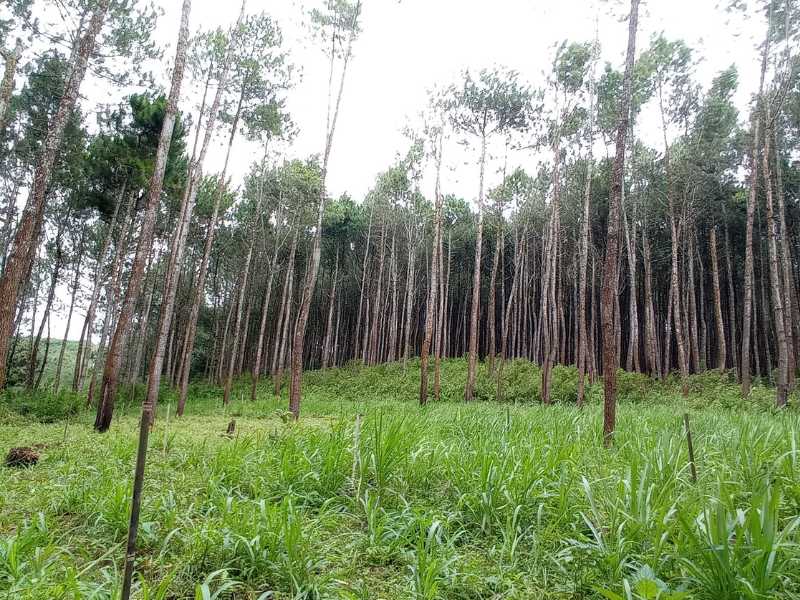 Hutan Desa Kembang Wonogiri