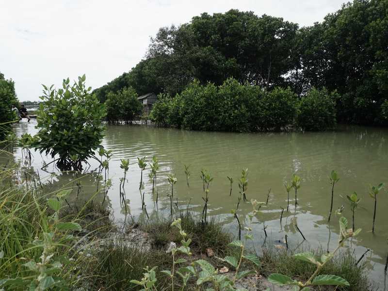 Kawasan hutan mangrove Desa Ambulu Cirebon