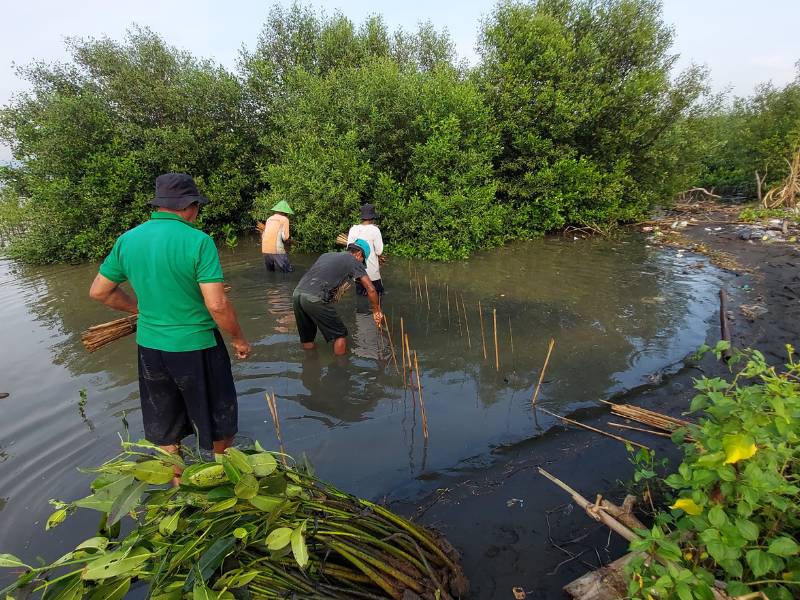 Penanaman mangrove dibantu mitra petani LindunguHutan