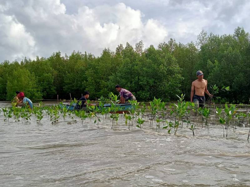 Mitra petani LindungiHutan menanam mangrove bersama